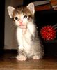 am-intalnit-si-pisici-fericite-gramocat_2