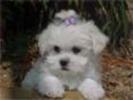 phpThumb_generated_thumbnailjpg