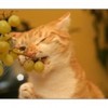 poze-haioase-poze-animale-haioase-pisici-struguri-acri-150x150