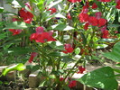 impatiens roz