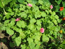 malope