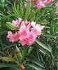 nerium_oleander2