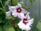 Hibiscus syriacus alb