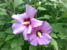 Hibiscus syriacus mov