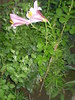 P6263825