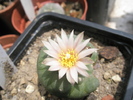 Lophophora koeheresii - floare