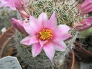 Mammillaria capensis - floare 27.06