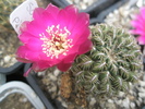 Sulcorebutia augustinii  floare 27.06