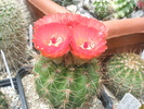 Notocactus ottonis v. venclusianus - 27.06