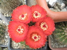 Notocactus venclusianus - flori
