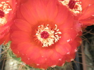 Notocactus venclusianus - macro floare