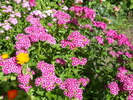 dianthus barbatus