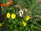 doronicum orientale magnificum