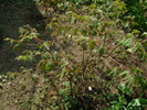DSC06576