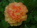 DSC06894