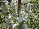 campanula