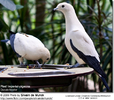 PiedImperialpigeons