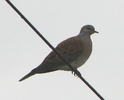 TurtleDove20Aug