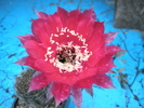 Echinopsis Temptress - 28.06