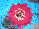 Echinopsis Temptress - floare