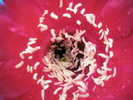 Echinopsis Temptress - macro