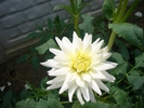 dahlia alba