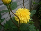 dahlia galbena