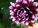 dahlia mov cu alb