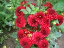 dahlia pitica