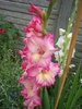gladiola pastel
