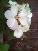 muscata alba(pui)