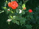 DSC07077