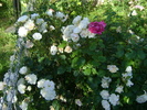 DSC07079