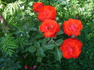 DSC07080