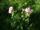DSC07083