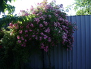 DSC07087
