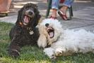 laughing-dogs[1]