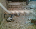 Imag005