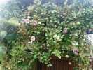 DSC00129