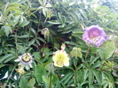 DSC00130