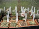 kaktuszok 2010 jun.25 024