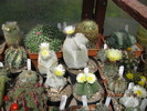 kaktuszok 2010 jun.25 026