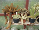 kaktuszok 2010 jun.25 082