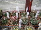kaktuszok 2010 jun.25 110