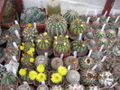 kaktuszok 2010 jun.25 117
