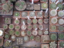 kaktuszok 2010 jun.25 118