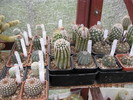 kaktuszok 2010 jun.25 119