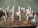 kaktuszok 2010 jun.25 120