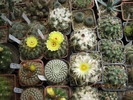 Kaktuszok 2010.iun.27 030
