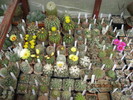 Kaktuszok 2010.iun.27 035